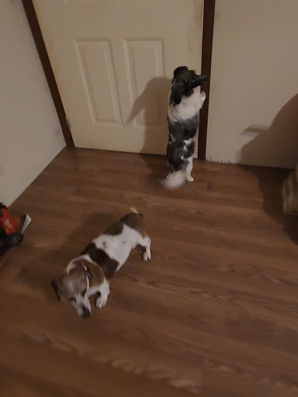 #mydogdoesthisthing #dachshundsoftiktok #laminateflooring #missperiwinkle #izziebella 