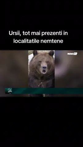 Ursii, tot mai prezenti in localitatile nemtene#ursi #judetulneamt #roalert #telemiasi 