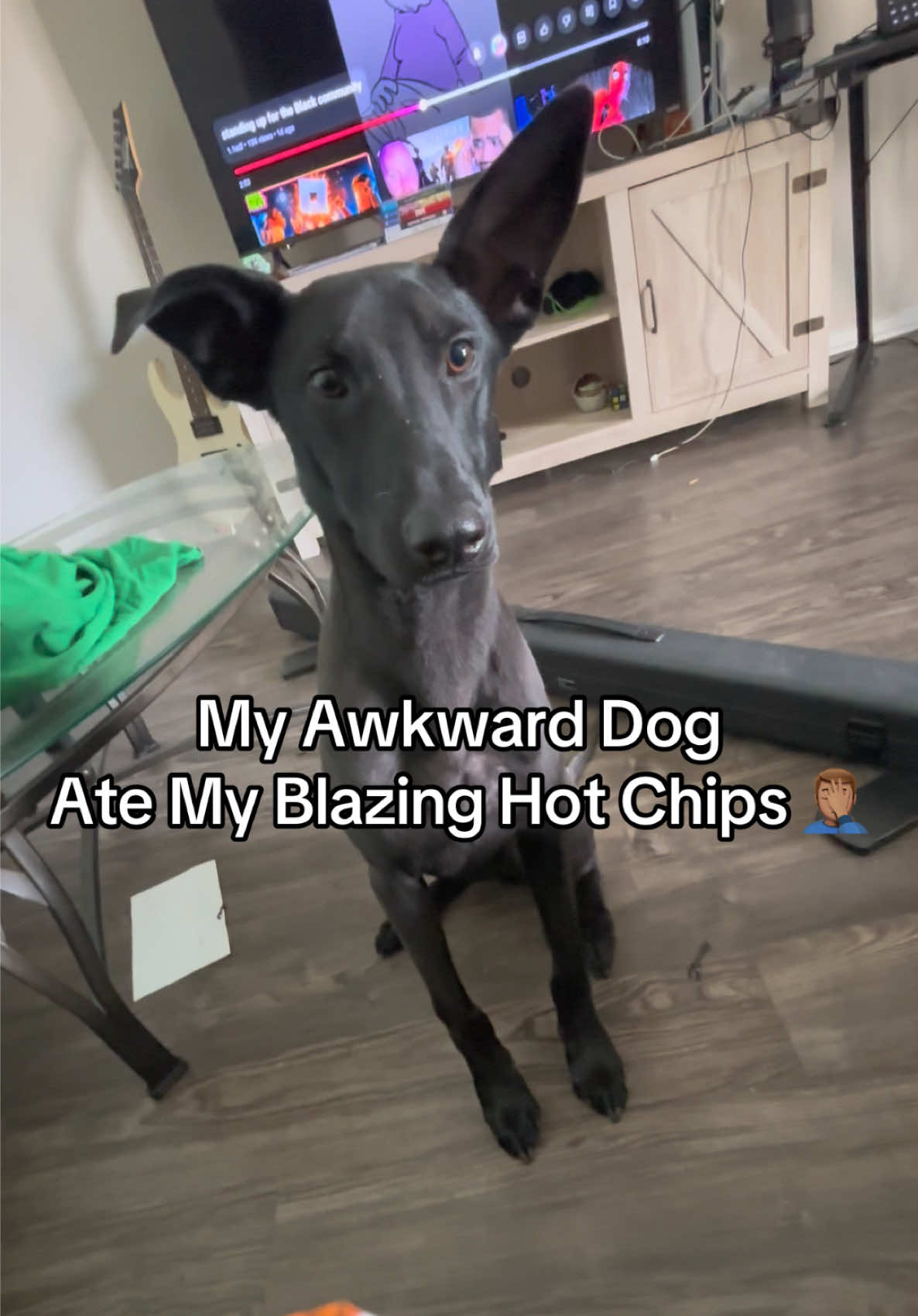 dumbahh almost had a heart attack  #fyp #foryoupage #PetsOfTikTok #dog #animals 