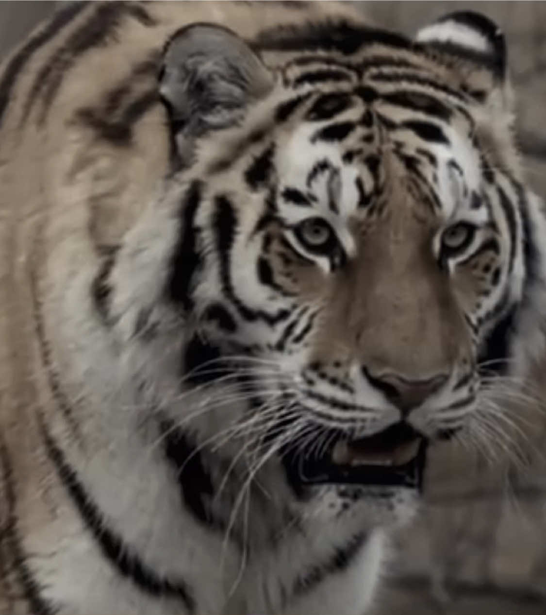 #TIGER - THANK U SM FOR 1K !! - requested edit🫡🫡 I hope this song is okay-   The tiger is a large cat and a member of the genus Panthera native to Asia. It has a powerful, muscular body with a large head and paws, a long tail and orange fur with black, mostly vertical stripes - #fyp #viral #looksmax #davidattenborough #mog #darktriad #mogger #king 