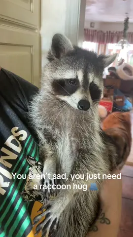 Come get a hug from Eva at our next event on Nov. 25th!! 🦝💖 . . . #fyp #wildliferescue #rehabilitation #raccoonsoftiktok 