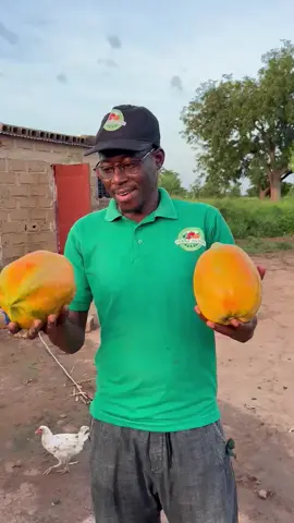 #CulturePapayers #Récoltes #Qualité #FermeDanou  #MaliAgricultures #fyp #malitiktok🇲🇱 #viraltiktok  #creatorsearchinsight  @Sènè kelaw bilasirali sô @Agriculture_avec_Moh @CULTISAIN SAHEL 1 @AGRO-DEM 🍅🍅🍅 @Abdoul @Débrouillard(e) 2.0 