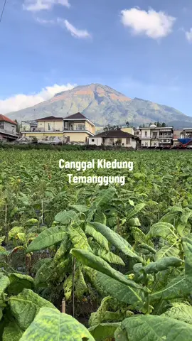 Lereng Sumbing DS CANGGAL Kledung Temanggung #canggalkledung #lerengsumbingkledung #temanggung #fypシ゚viral🖤tiktok 