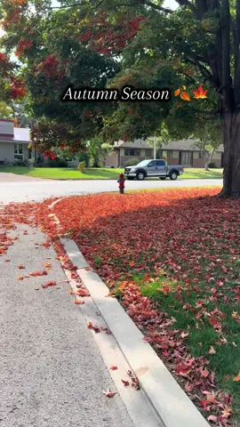Autumn Season 🍂🍁#autumn #autumnseason #canada #canada_life🇨🇦 