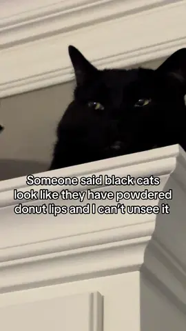 #catsoftiktok #cattok #blackcats #cats 