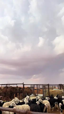 #تصويري #اكسبلور #الشتاء 