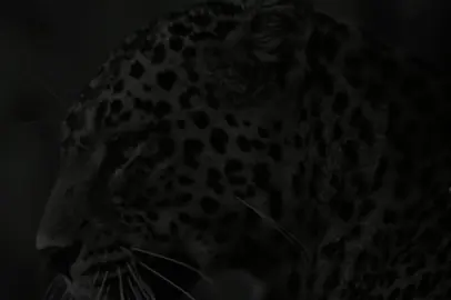 btrsa💀 #creatorsearchinsights  #fybシviral #47m0o #me #viral 