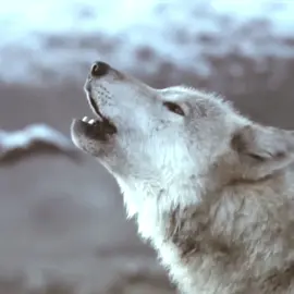 #whitewolf #thewitcher #geraltofrivia #ذاويتشر 