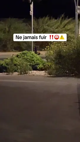 Attention!⛔️ ne jamais fuir #malinois #force #police #speedup #dog 