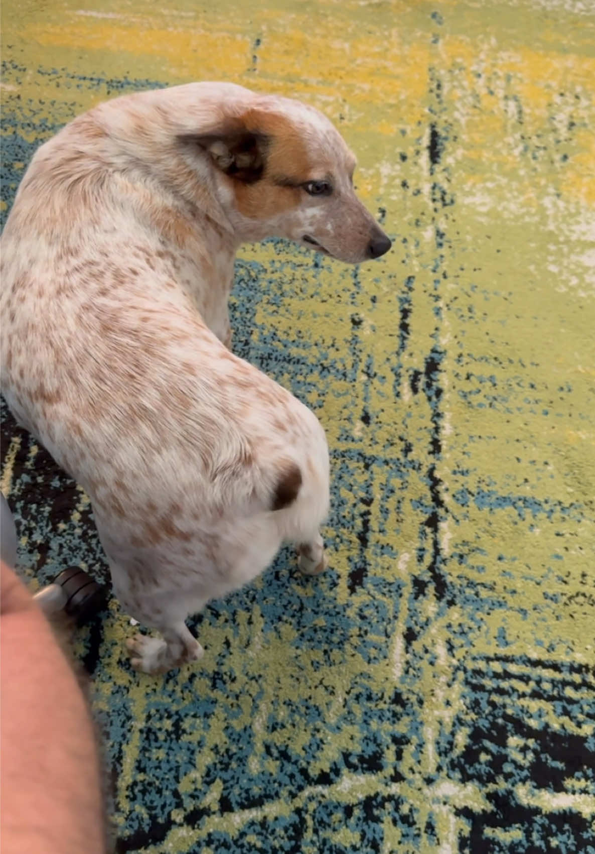 Just checking in on me 🥰 #heeler #awkward #cattledog #dogoftheday #happydog 