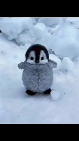 Penguin 🐧 