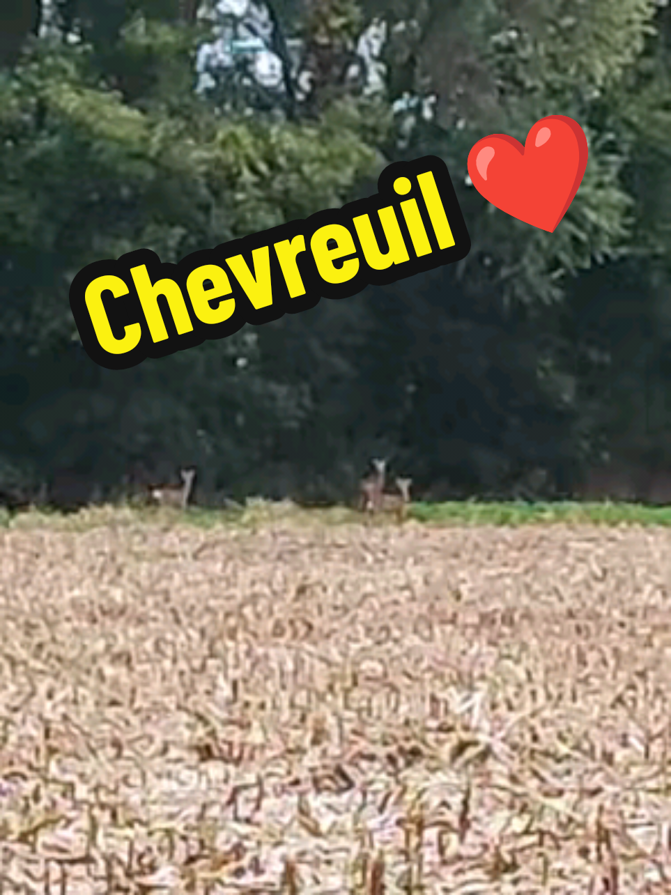 #الطبيعة #lanature #chevreuil #شعب_الصيني_ماله_حل😂😂 #paris 