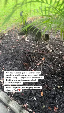 Nash is our outdoor kitty….for now. Who knows what the future holds, but I will always take care of him. #fypシ #tnr #foryoupage #stray #catsoftiktok 