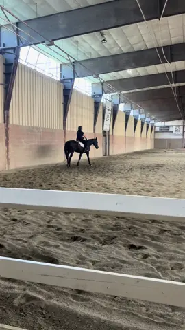 Such a good girl 💞 #equestrian #equestriansoftiktok #horsesoftiktok #AnimalsOfTiktok #sports 
