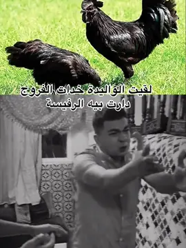 #المغرب🇲🇦تونس🇹🇳الجزائر🇩🇿 #الشعب_الصيني_ماله_حل😂😂 #الفيومي #bayda #الدجاج 