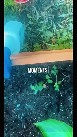 Haven’t posted my My little garden in a while🤗🤗🤗 #garden #blackgardener #beginnergardener #gardening 