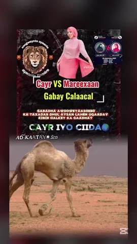 Cayr Gangs🔥#cayrgangs #msssocod💃🇸🇴 #cayr #mareexanpowers🇱🇺💪 #galmuduggirl @Mss socod 💃🏽🇸🇴🦋 