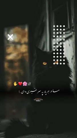 #CapCut Hu sir 🤚❤️‍🩹 #تمپلیت_جدید  قربان شـــــــم 🖤💯#تمپلیت_جدید #رپ_پشتو رپ_فارسی اهنګ_پشتو اهنک_افغانی  اهنک_ایران_غمگین_غاشقان creatorsearchinsights #oo__3salar_afg 