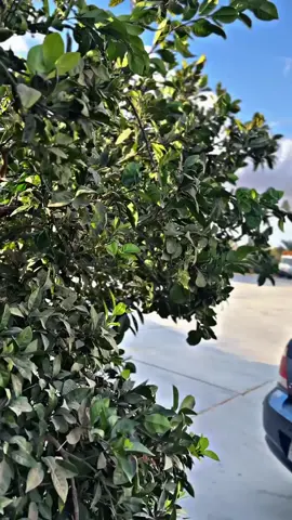 💔👌🏻🔥#خمساويهシ_ياكبدي✌🖤 #الخمس #الجزائر #ليبيا 