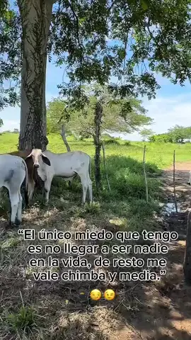 “El único miedo que tengo es no llegar a ser nadie en la vida, de resto me vale chimba y media.”Jhonny Mendoza  #VidaToyota          #SueñosEnElCampo  #EstiloDeVidaColombiano  #PasiónPorLosCarros  #ViralEnColombia