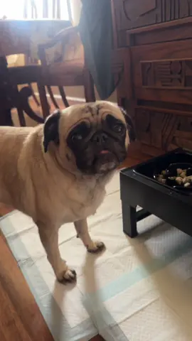 My gift to my nephew! ✨ #tiktokshop #pugs #doggietok