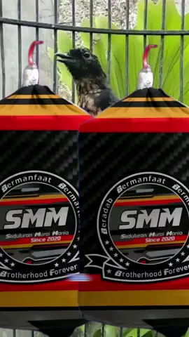 kerodong sangkar murah SMM #kerodong_mania_indonesia #krodong_mania_indonesia #smm #sedulurmuraimania 