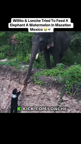 Willito & Lonche Tried To Feed A  Elephant A Watermelon In Mazatlan Mexico 😭💀#kick #willito #lonche #lonchedehuevito #elephant 