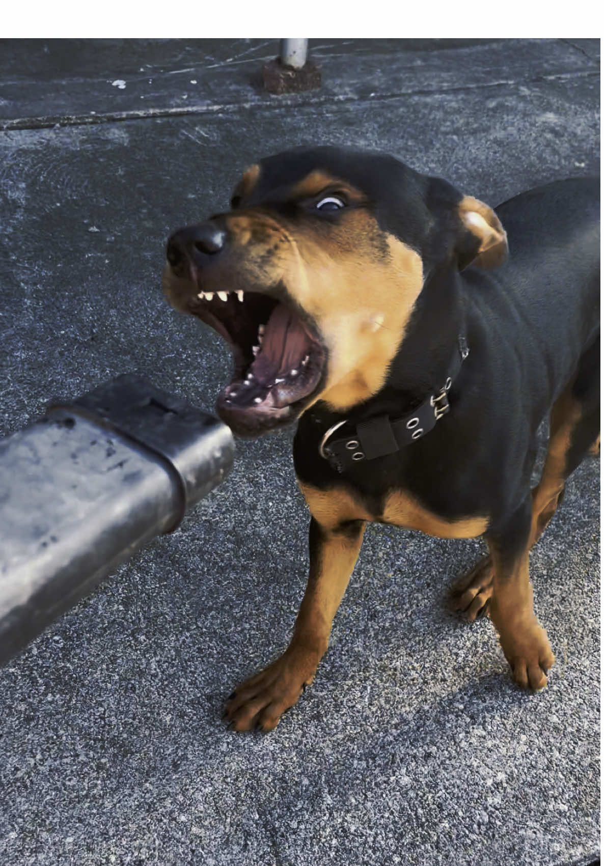 He wants to eat the leaf blower 😂😂  #rottweiler #blaze #leafblower 