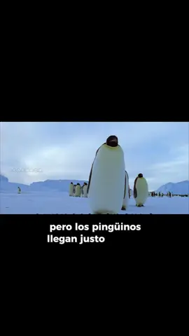 La increíble cooperación de los pingüinos antárticos para sobrevivir al invierno 🐧. Hablamos sobre cómo los pingüinos de la Antártida se unen en grupos enormes para sobrevivir al frío extremo del invierno. Vemos cómo los machos se acurrucan juntos, formando una gran sala térmica para mantener calientes a sus huevos mientras las hembras van al mar a alimentarse. Es una impresionante muestra de cooperación y amor paternal. #pingüinos #Antártida #cooperación #supervivencia #invierno 