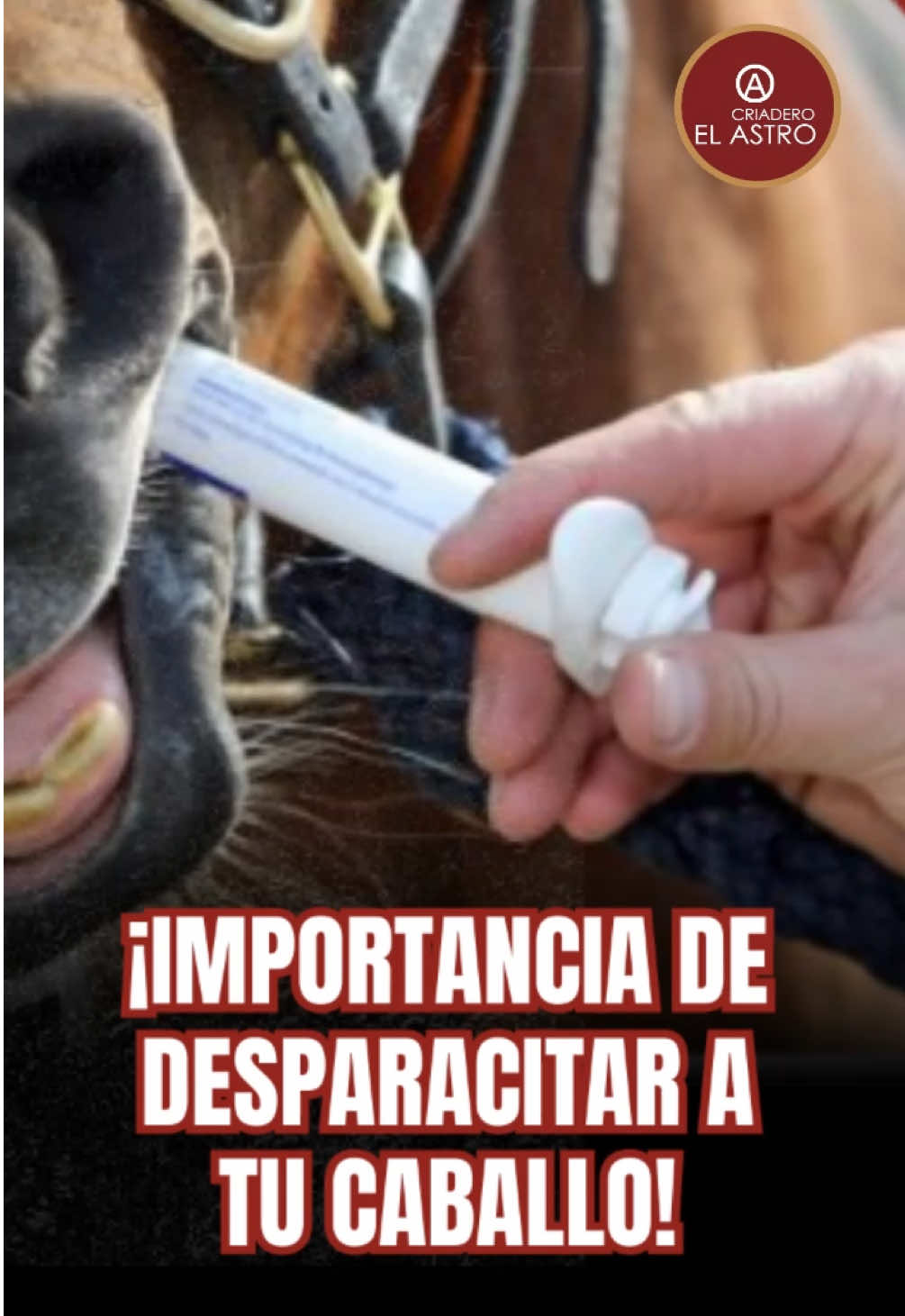 🐴✨ ¡Importancia de DESPARASITAR a tu caballo! ✨🐴 Mantener a tu caballo libre de parásitos es esencial para su salud, bienestar y rendimiento. Los parásitos internos afectan la digestión, el peso y hasta la energía diaria… ¡pero con un plan adecuado puedes prevenirlo! 💪🌟 🔎 Síntomas a vigilar: ▪️ Pérdida de condición corporal ▪️ Pelo opaco ▪️ Cólicos recurrentes ▪️ Diarreas o inapetencia 📅 Plan sanitario recomendado: Desparasitación cada 3 a 4 meses, siempre con la guía de un veterinario que ajuste la dosis según edad, peso y región. 👉 Recuerda: un buen plan sanitario no solo previene problemas graves, también mantiene a tu caballo fuerte, feliz y listo para dar lo mejor de sí. 💛 #viveapasofino #aprendedelccc #trochapuracolombiana #caballoscolombianos #exposicionequinagradaa  