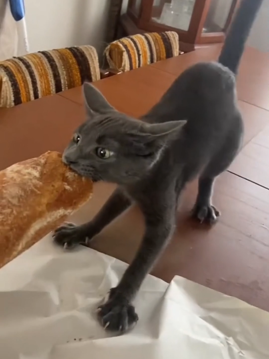POV. you have a hungry cat  funny cat videos #cat #hungrycat #fyp #foryou #foryoupage 