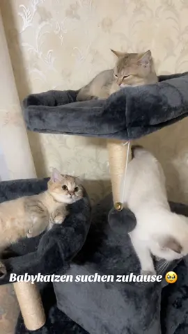 #foryou #explore #اكسبلور #🤍 #katze 