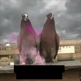 @عيال الصكباني @ﺂِࢦِٰـِﺒۦﯛ ࢦِٰـِﻨَِۦﺪَي♱ ¹⁹ @فكات ارافل وحمر الديوانية @ابو لذيب @خادم🖤 @احمد العراقي🌘 @آمولي الخزاعي #الشعب_الصيني_ماله_حل😂😂 #لعيون #حناني_العراق #لعيون_الاصايل🥇🧿 #حناني_اهل_الميمونه 