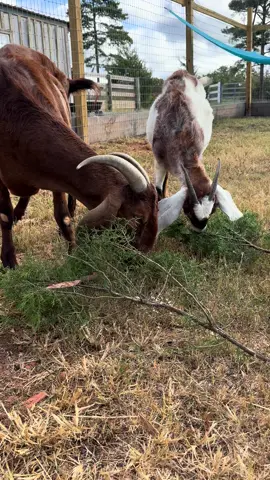 Snack time for Helen and Chino!  No waste … Tree Trimming = Yummy Snacks  #snack #SnackTime #helen #cappuccino