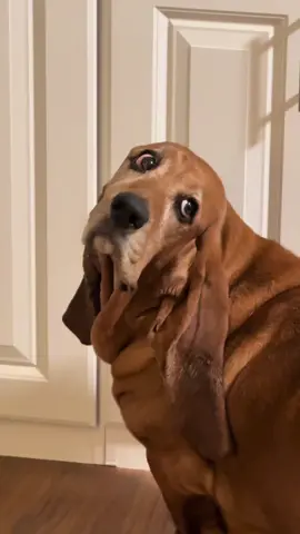 One thing about Frank…he has no shame when begging for more treats 🤪 #fyp #foryou #foryoupage #bassethound #funny 