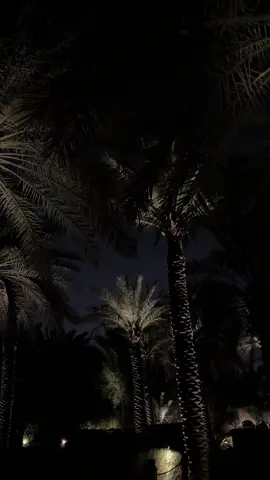 النخيل ❣️ #fyp #foryoupage #riyadh #palm #viral 