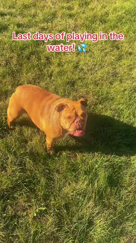 Look at this Meatball! #frankiegirl #bulldogsoftiktok #dogsoftiktok #falliscoming #meatball 