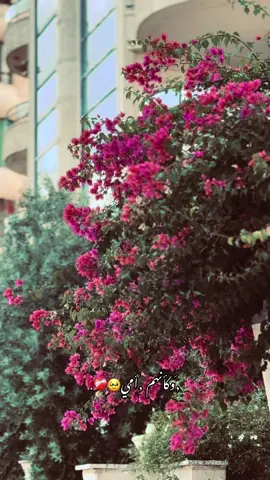 وكأنهم أمي🥹❤️‍🩹. . . . #❤️❤️❤️❤️ #تصويري #اللهم_احفظ_امي_وجميع_امهات_المسلمين #سردات_خيال🖤🥀 #تصميم_فيديوهات🎶🎤🎬 