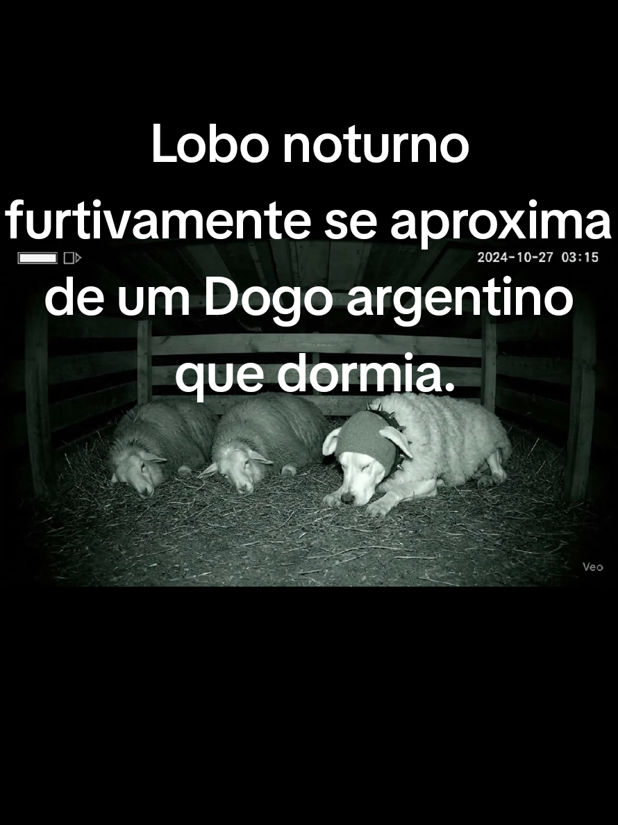 Lobo Noturno furtivamente se aproxima de um Dogo Argentino que dormia tranquilo disfarçado de ovelha.#wolf #dogoargentino #nightvision #fyip #wolves @Kangal Turco 