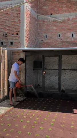 Semoga hasil sesuai harapan😇 #fyp #peternak #ayam #silvergrey #salamsehoby🐓 