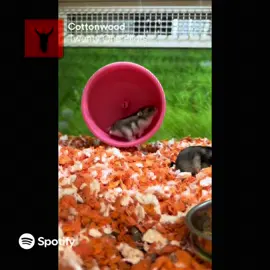 #fyp #cielo #triste #hamsters #CapCut we don’t talk about Bruno… 🕊️ 