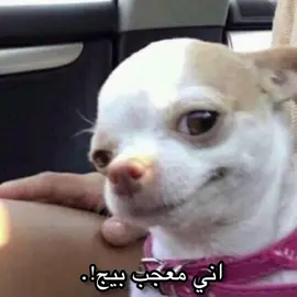 اني معجب بيج✨#مالي_خلق_احط_هاشتاقات🧢 #funny #foryou #اشتاقيتولي_اشتاقيتلكم🌷✨ #بغداد 