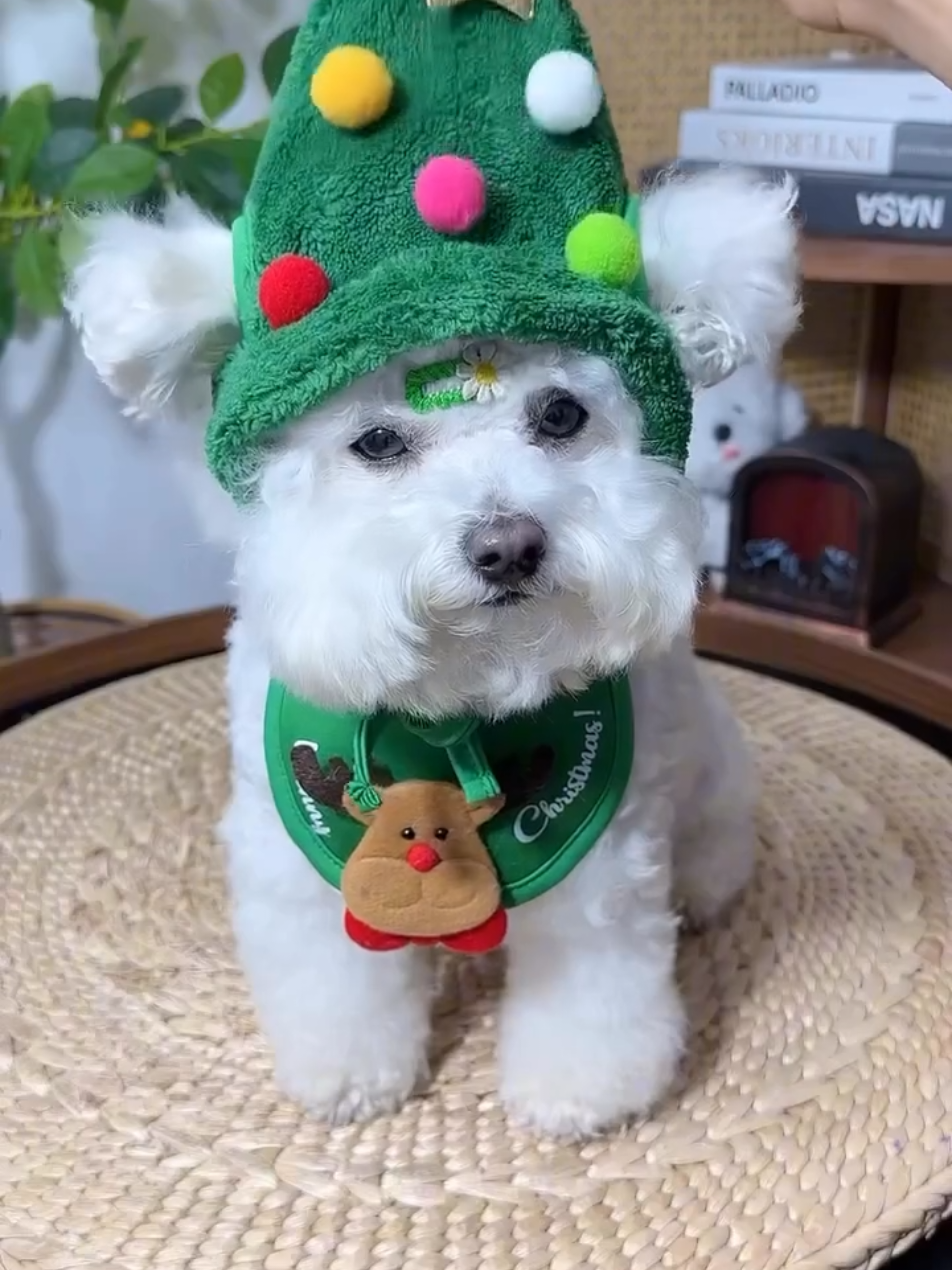 Chapéu De Natal Para Cachorro e GATOS LINK NOS COMENTÁRIOS #chapeudenatal #petnatal #natalpet #shopee #natal 