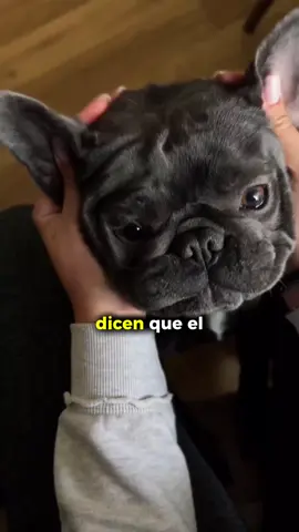 Dicen que el Bulldog Francés es terco… pero nadie te habla de lo bien que se lleva con los niños. Son leales, cariñosos, pacientes. Y si tienes hijos, sabés que se convierte en su mejor amigo. Pero también es una de las razas más delicadas: 🩺 piel sensible 🍽️ digestión complicada 🧼 cuidados que no te explican en la tienda 👉 Criarlo como parte de tu familia también implica cuidarlo como tal. 👉 Y para eso creamos la Guía de Cuidados Esenciales para Bulldogs Franceses, que ya ayudó a más de 600 familias a prevenir enfermedades, entender sus necesidades reales y mejorar su calidad de vida desde casa. 💬 Comenta CUIDADOS y te la paso por mensaje o revisa el link de nuestro perfil. Porque su amor por vos es incondicional. Y su bienestar, tu responsabilidad.