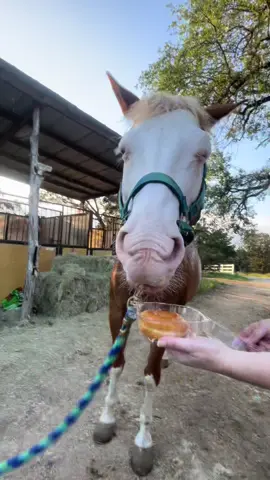 #fyp #foryou #foryoupage #sugaronmytongue #horse 