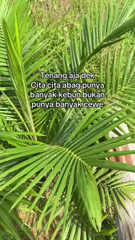 Mari kita sediakan kebun sawit itu sebelum menikah 🥰😍 #bismilla #bismillahfyp #tambahlahan #petanimuda #bosmuda😎 