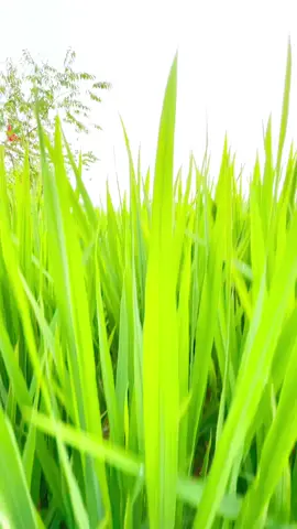 Bản Mừng - Phú Thọ . Trong những ngày giữa thu hiện lên như 1 bức tranh - Nhuốm Màu lúa non và Cái se lạnh của tiết trời sang thu ! Checkin Bản mừng tầm này thì siêu thơ mộng luôn ạ ! #Ruongbacthang #banmung #amthuctaybac #xuhuong #binhyen 