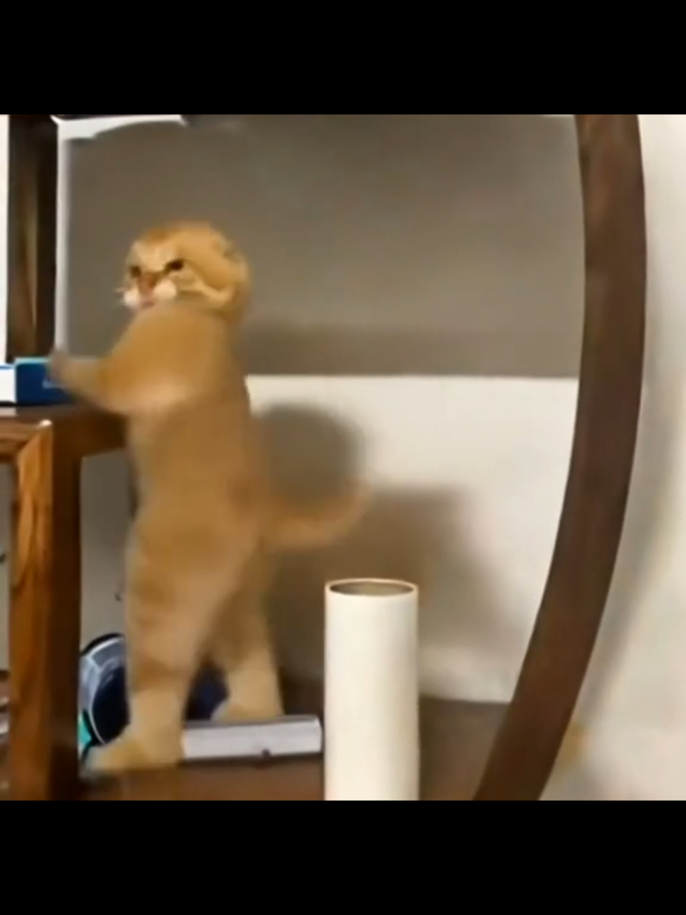 Động vật nhảy hài hước #xuhuong #cat #cutecat #dance #funnyvideos 