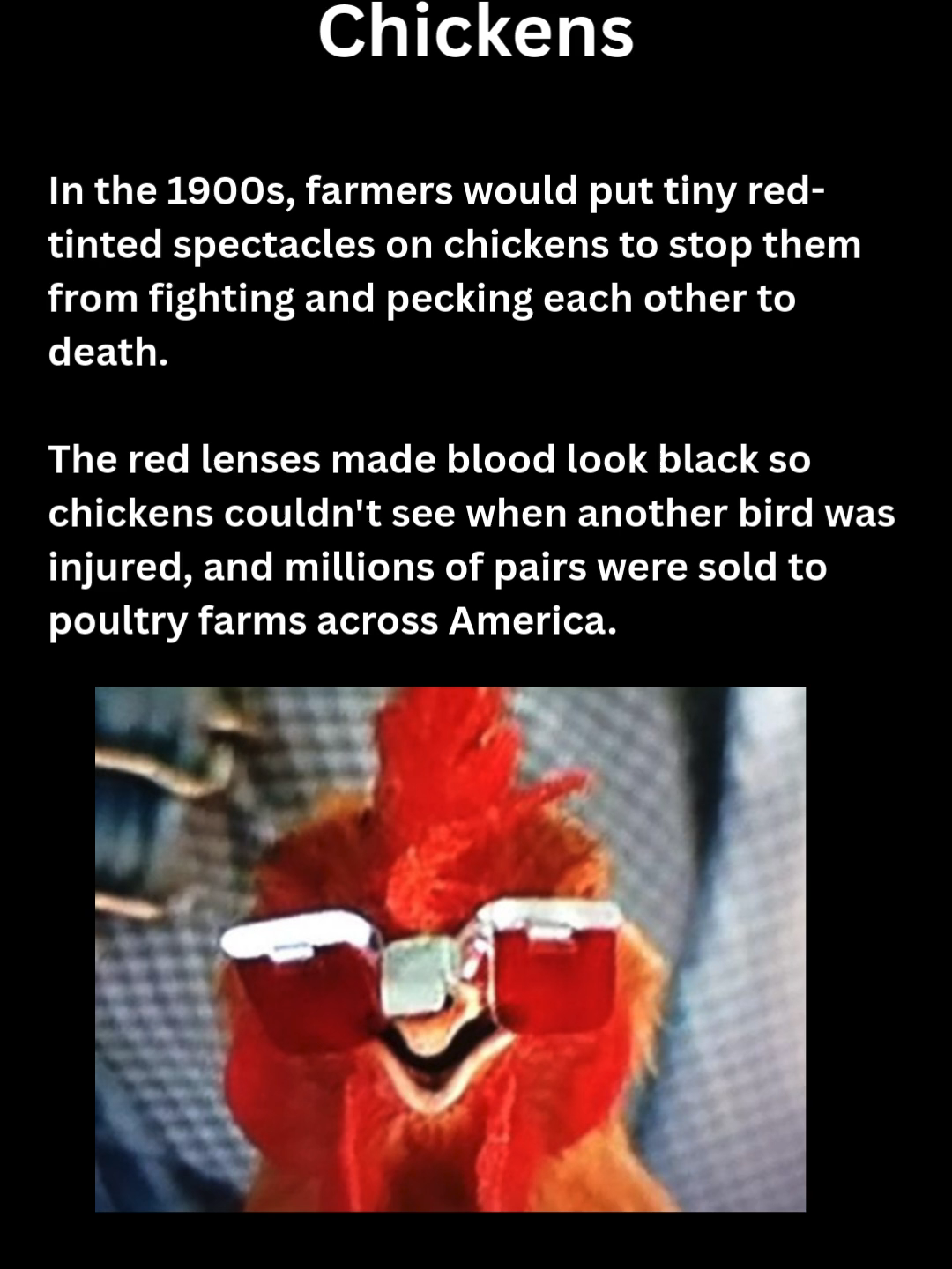 Imagine being the person whose job was making prescription glasses for chickens 🐔👓 #strangehistory #chickens #glasses #spectacles #red #tinted #fighting #pecking #blood #black #injured #poultry #farms #america #1900s #invention #weird #wtf #fyp #viral