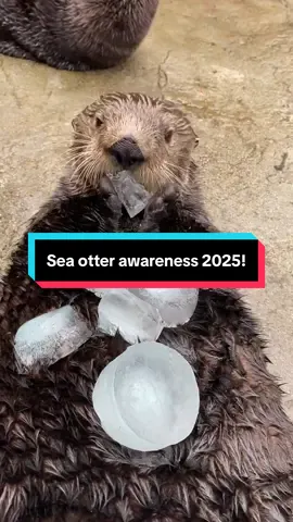 It’s basically an ice eating video. #seaotter #otter #seaotterawarenessweek #marinebiologist 